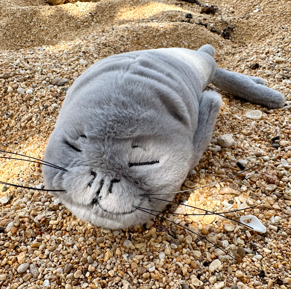Iliokai Hawaiian Monk Seal Plushie - Pre-order | Iliokai